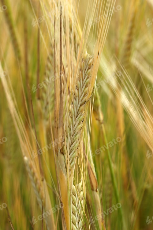 Preview: wheat field