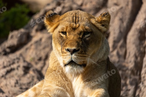 Preview: Adult male lion laying on the ground on a sunny day