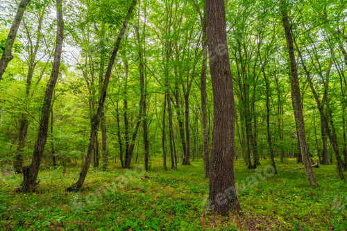 Preview: Sun beams through thick trees branches in dense green forest