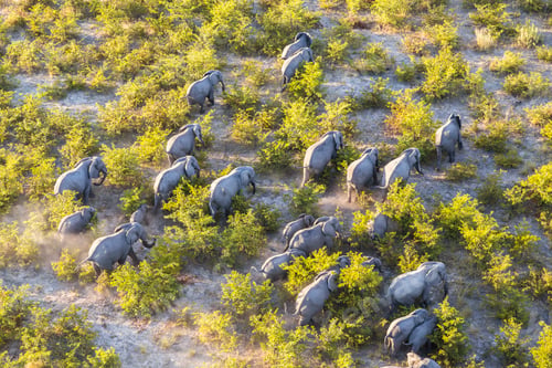 Preview: Aerial view of herd of African Elephants walking through the bush in lush delta.