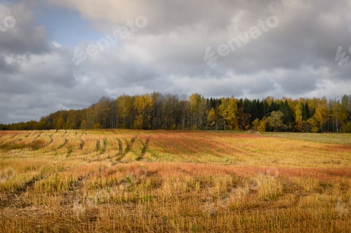 Preview: Autumn rural landscape with rich autumn colors of fields and forest