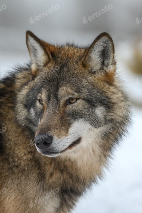 Preview: Gray wolf in the winter forest. Wolf in the nature habitat