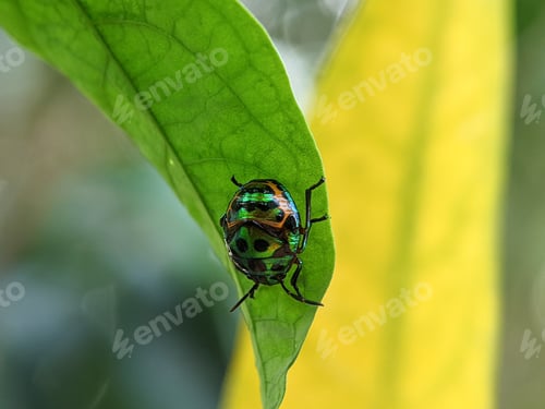 Preview: Jewel bugs or metallic shield bug