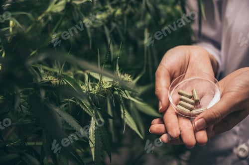 Preview: Herbal capsules from cannabis weed