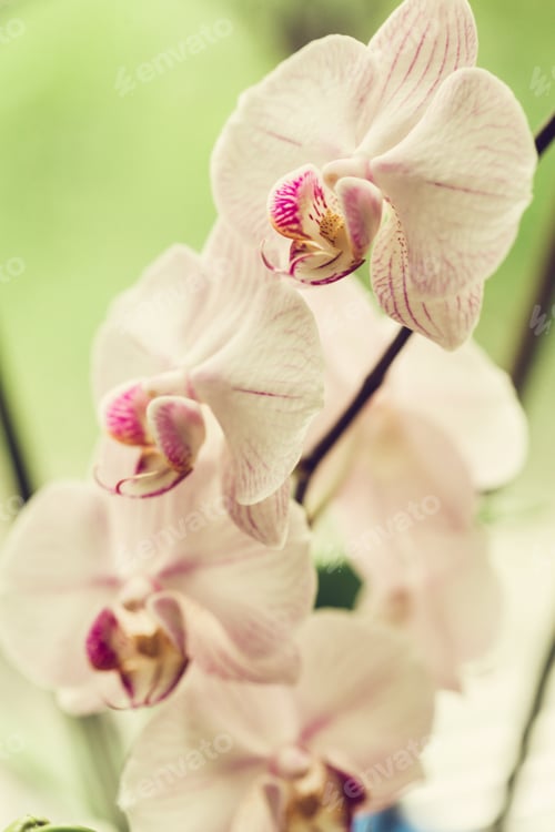 Preview: Branch of blooming pink orchid close up