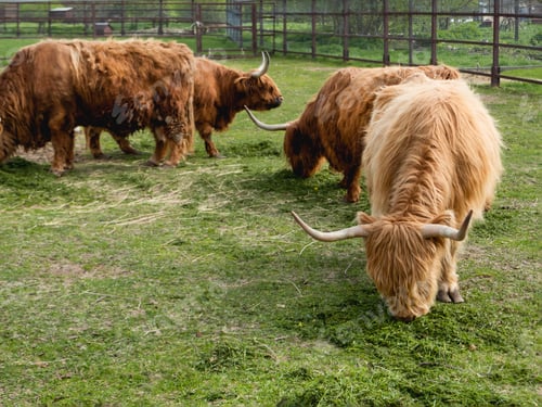 Preview: Highland Scottish breed of rustic cattle. Furry cows eat fresh grass in paddock.