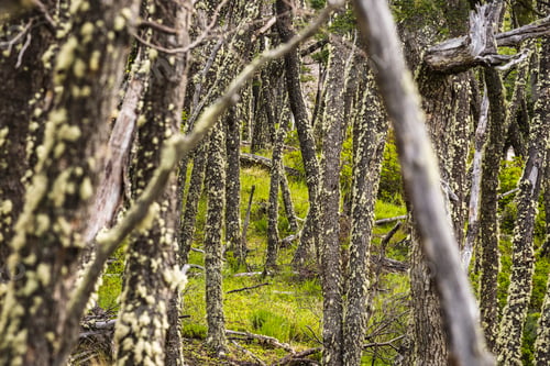 Preview: Lichen on forest tree trunks in Los Glaciares National Park, Patagonia, Chile
