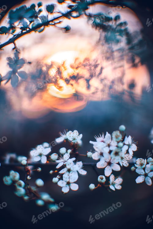 Preview: Closeup shot of a beautiful blossomed cherry tree was a beautiful spring, flowery background