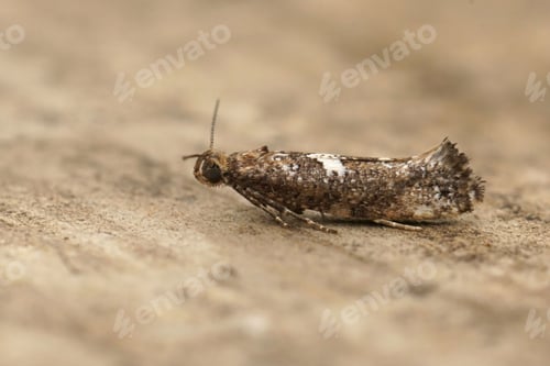 Preview: Closeup on the small Leek moth, Acrolepiopsis assectella sitting on wood