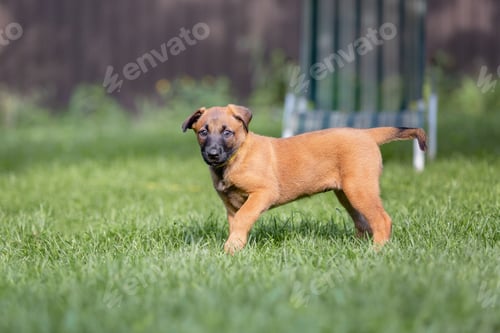 Preview: Belgian Shepherd (Malinois) puppy playing on the backyard. Kennel. Dog litter. Puppy on the green gr