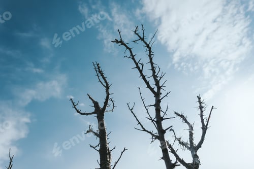 Preview: Dry dead tree branches and blue sky with clouds. concept of environmental pollution