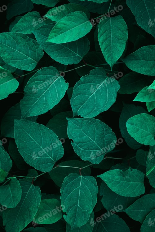 Preview: Close-up shot of lush and flourishing foliage featuring multiple leaves in varying shades of green