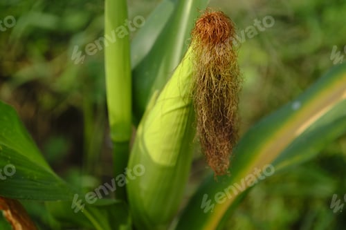 Preview: Corn plant ready for harvest