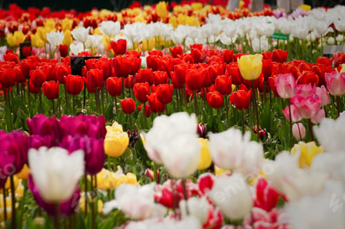 Preview: Spring flowers tulips close-up in the garden. Bright multicolored background in the sunlight