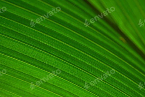 Preview: The green texture of palm leaf