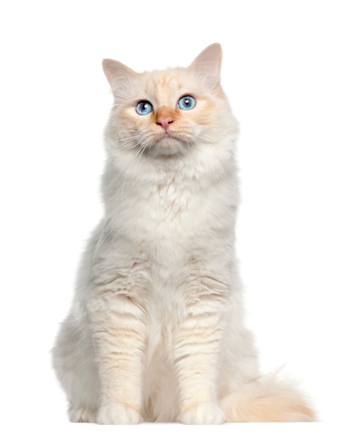 Preview: Portrait of Birman cat, sitting in front of white background