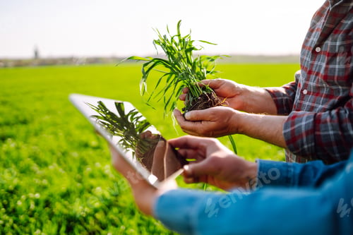 Preview: Two Farmers uses specialized app on digital tablet for checking wheat. Agriculture, ecology concept.