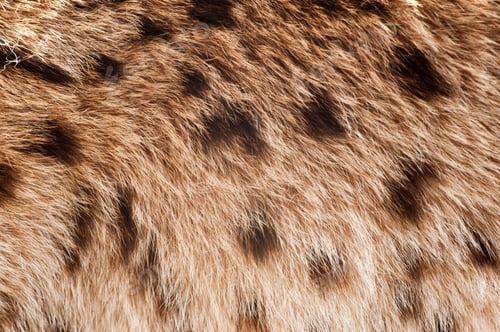 Preview: Lynx Coat Closeup