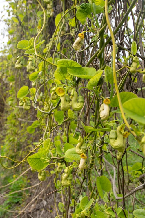 Preview: Flowers Aristolochia Manchuria. Liana bud plant. Botany is an endangered species.