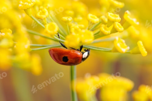 Preview: Close-up shot of a ladybug on a yellow flower