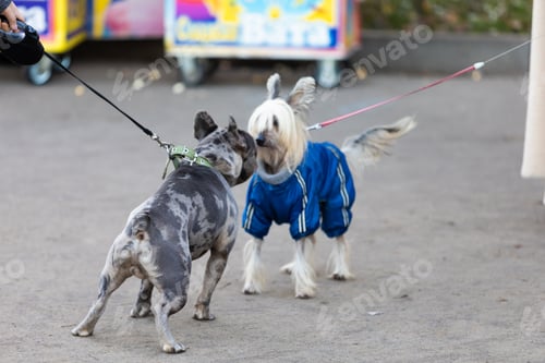 Preview: Two funny dogs sniffing smelling scent noses in park on leashes looking at each other pedigree stree
