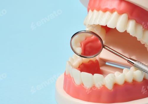 Preview: Plastic model of human jaw with white even teeth and a medical examination mirror