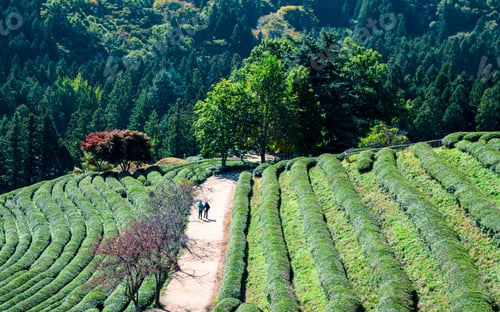Preview: Landscape view of green tea farmland