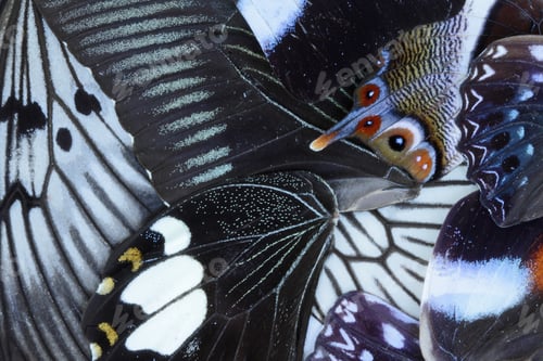 Preview: Butterfly wings background