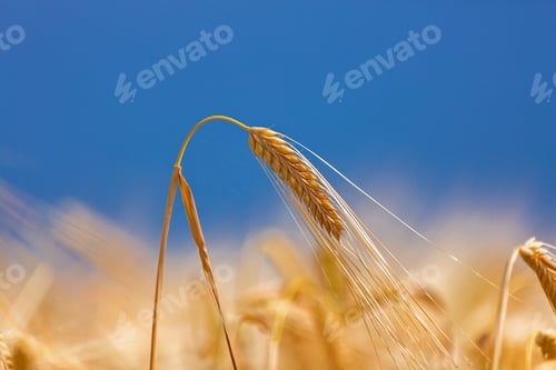 Preview: Barley field in golden glow of evening sun