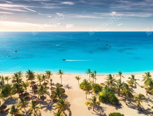 Preview: Aerial view of palm trees on the sandy beach at sunset