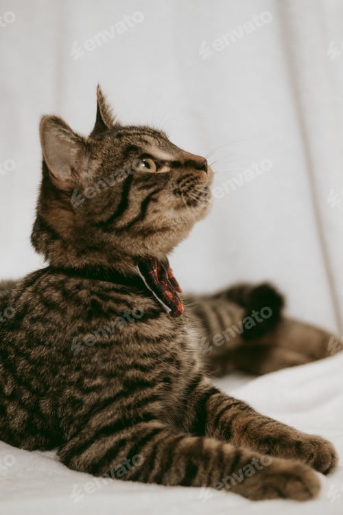 Preview: Tabby Cat in a Bowtie
