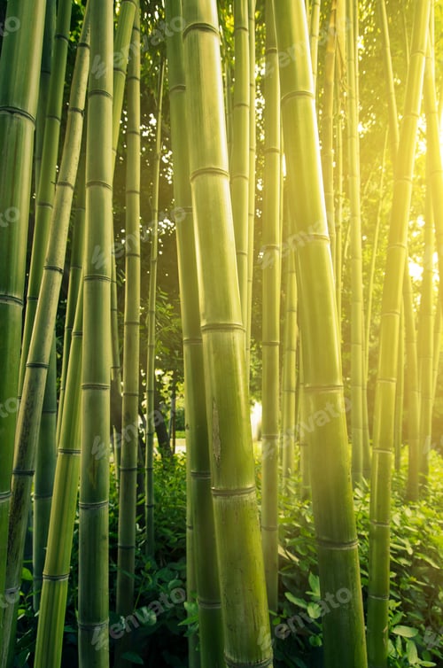 Preview: bamboo