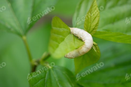 Silkworm Feeds on Fresh Green Mulberry Leaf