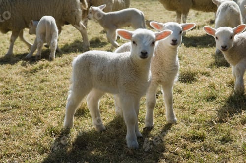 Preview: Lambs and sheep in a pen.