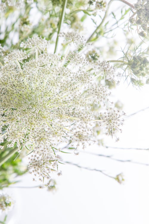 Preview: Bouquet of white flowers on a white background. Wild carrot and yarrow. Simple summer flower. Nature