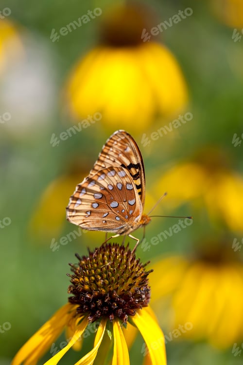 Preview: Butterfly on Coneflower