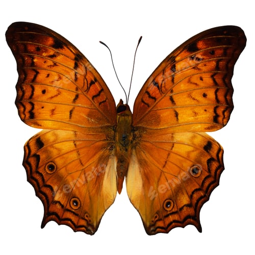 Preview: Common Cruiser butterfly