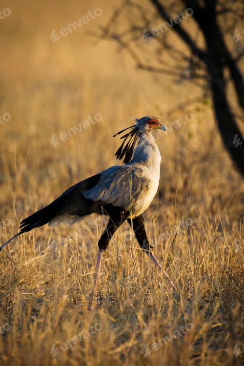 Preview: Wild Secretary Bird walking in Africa