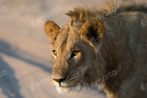 Preview: Lion (Panthera leo), Savuti marsh, Chobe National Park, Botswana