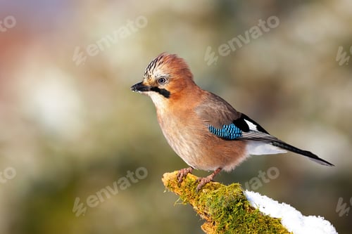 Preview: Alert eurasian jay sitting on mossed twig in winter