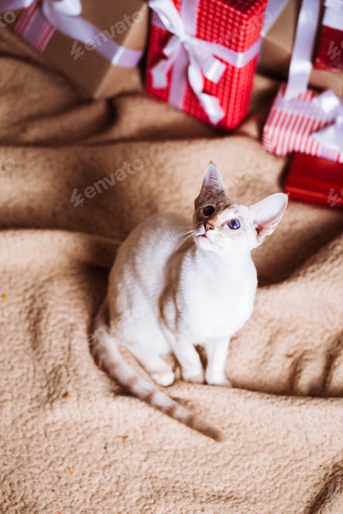 Preview: Oriental cat on the background of the Christmas tree with gifts