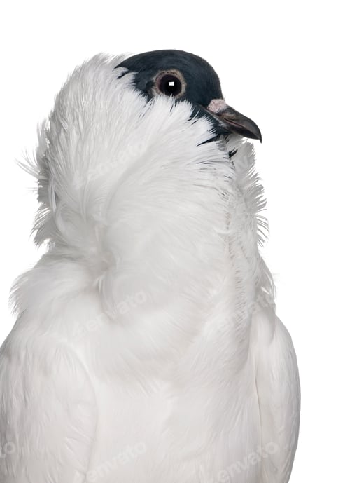 Preview: German helmet with feathered feet pigeon in front of white background