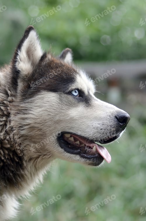 Preview: Arctic Malamute with blue eyes muzzle portrait close up. This is a fairly large dog native type