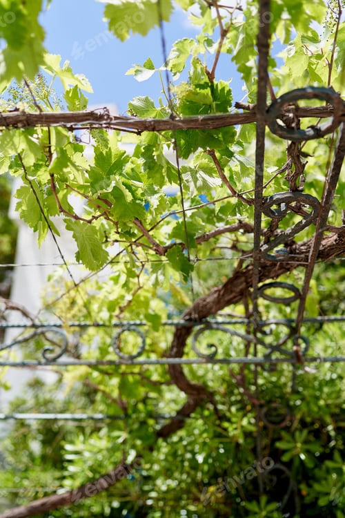 Preview: Green vine braided over a metal frame