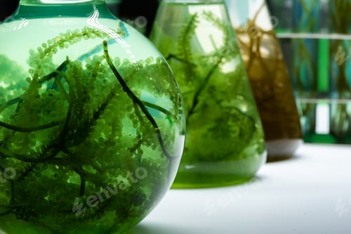 Preview: Photobioreactor in medical science laboratory algae fuel biofuel industry, nature algal research