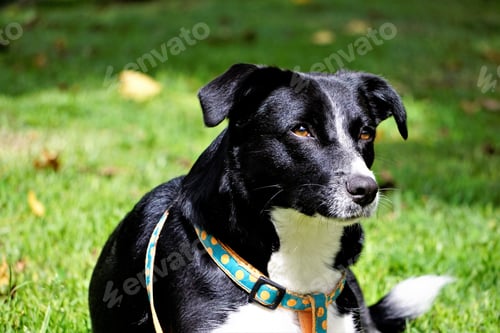 Preview: Pet, Dog, Cute, Dogs, Animals, Fun, Wood,