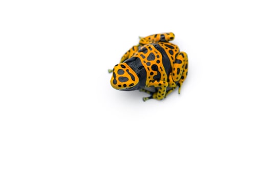 Preview: The yellow-banded poison dart frog isolated on white background