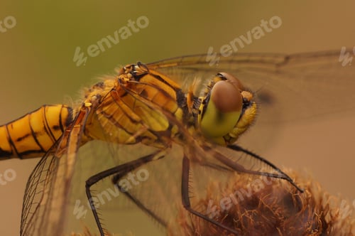 Preview: Closeup on a Ruddy darter dragonfly, Sympetrum sanguineum against a green blurred background