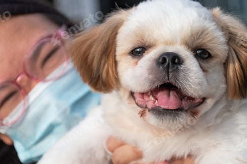 Vista previa: Portrait of a Shih tzu dog with girl smiling together.