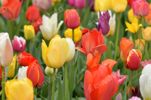 Preview: Multicolored tulips background in a park in Holland
